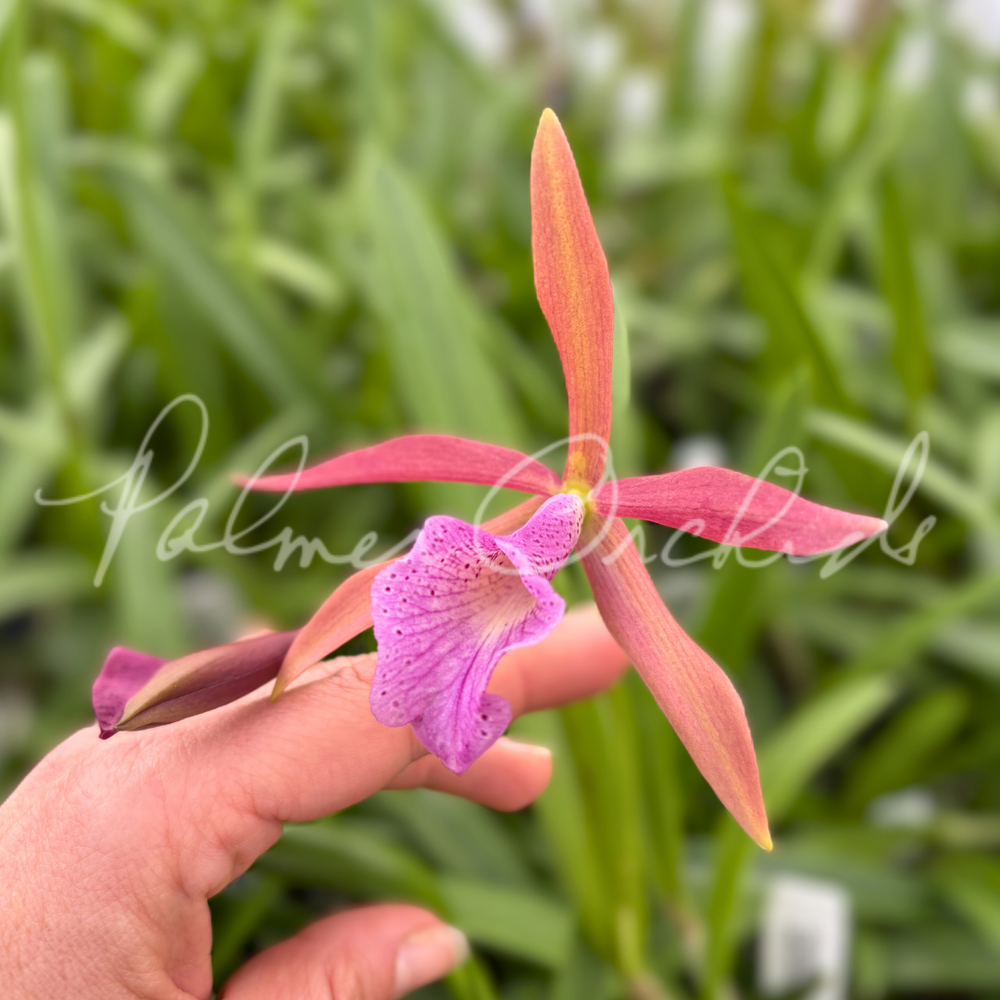 ユリアリ C.C.パラレル Bc. Golden Glory — Palmer Orchids